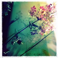 Hydrangeas in Light