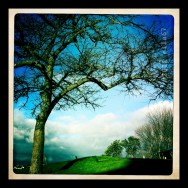 Seeing Trees
